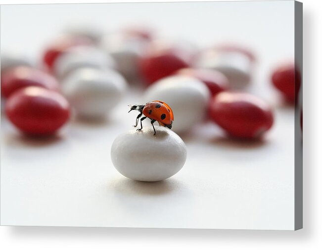 Ladybug Acrylic Print featuring the photograph Ladybug #1 by Ellen Van Deelen
