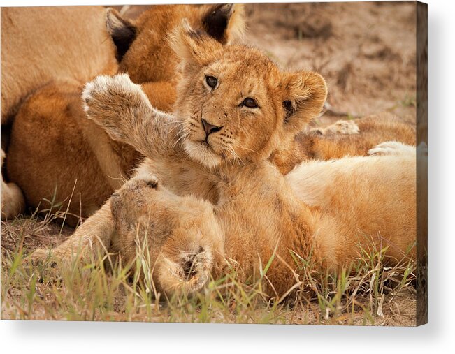 Kenya Acrylic Print featuring the photograph Lion Cubs Wrestle On Masai Mara, Kenya #1 by Carl D. Walsh