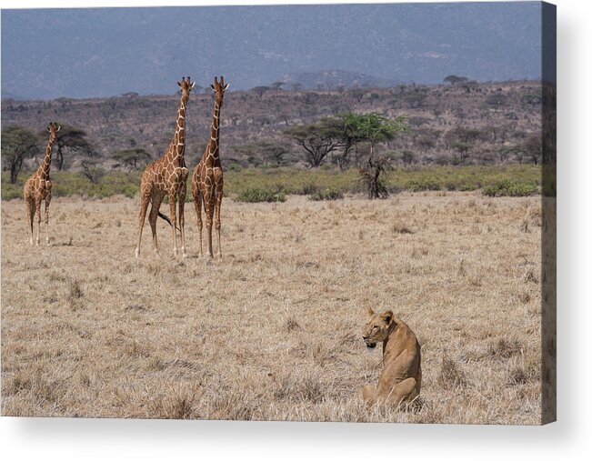 Africa Acrylic Print featuring the photograph Lion-Giraffes-Samburu #2 by Steve Somerville
