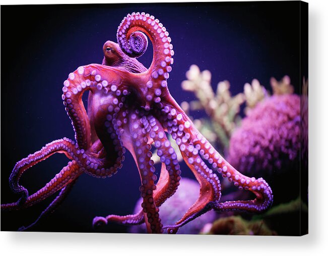 Underwater Acrylic Print featuring the photograph Octopus #1 by Reynold Mainse / Design Pics