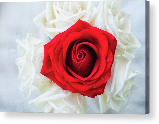 Rose Acrylic Print featuring the photograph One Red Rose #1 by Jade Moon