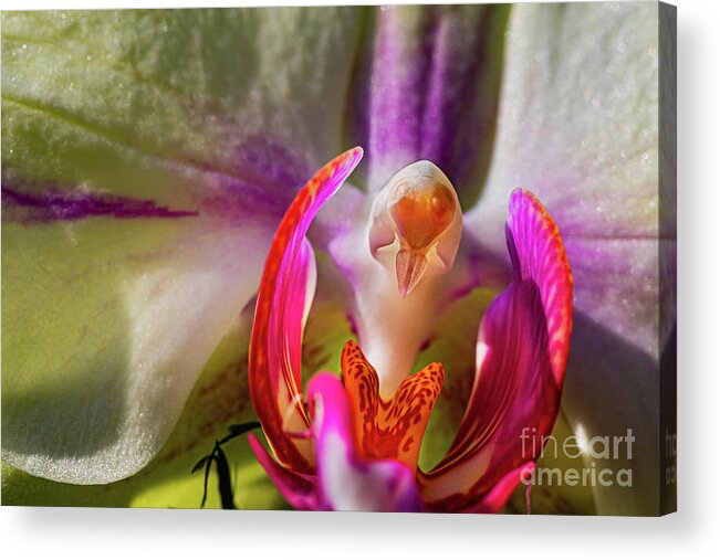 Orchids In Spring Acrylic Print featuring the painting Orchids In Spring, Close Up On Blurred Background by European School