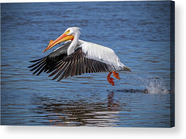 Bird Acrylic Print featuring the photograph Pelican Taking Off #1 by Ira Marcus