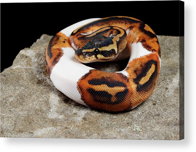 Animal Acrylic Print featuring the photograph Piebald Ball Python On Rock by David Kenny