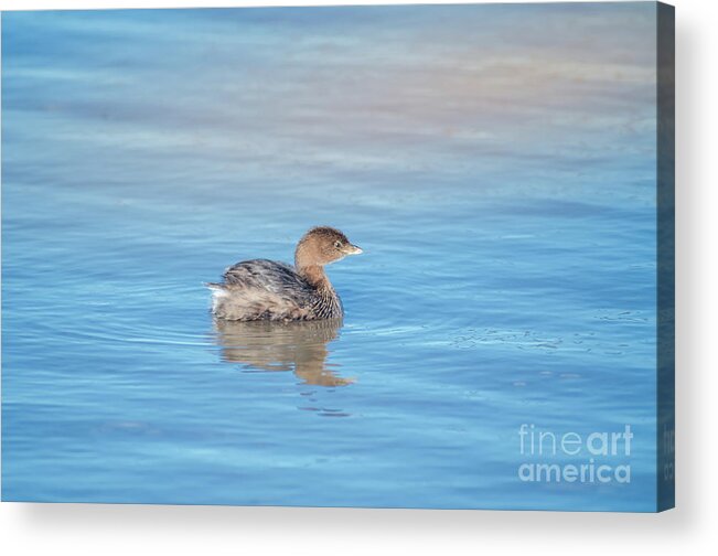 Nature Acrylic Print featuring the photograph Pied-Billed Grebe #1 by Robert Frederick
