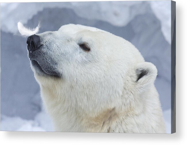Animal Acrylic Print featuring the photograph Polar Bear Portrait #1 by Anton Belovodchenko