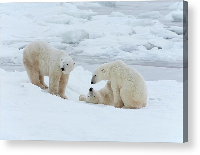 Bear Cub Acrylic Print featuring the photograph Polar Bears In The Wild. A Powerful by Mint Images - David Schultz