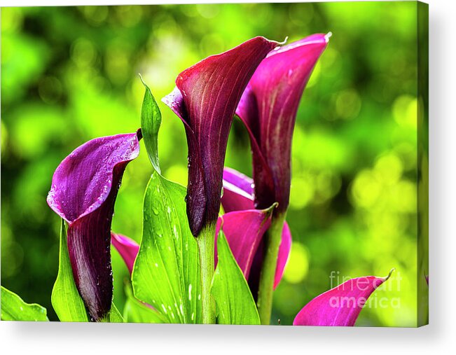 Araceae Acrylic Print featuring the photograph Purple Calla Lily Flower by Raul Rodriguez