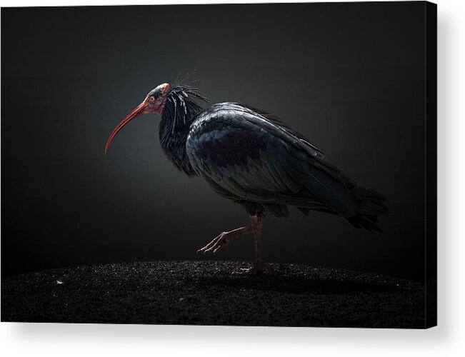 Animal Acrylic Print featuring the photograph Red-cheeked Ibis #1 by Jealousy
