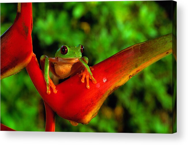 Vertebrate Acrylic Print featuring the photograph Red-eyed Tree Frog Agalychnis #1 by Art Wolfe