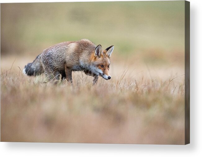 Red Acrylic Print featuring the photograph Red Fox, Vulpes Vulpes #1 by Petr Simon