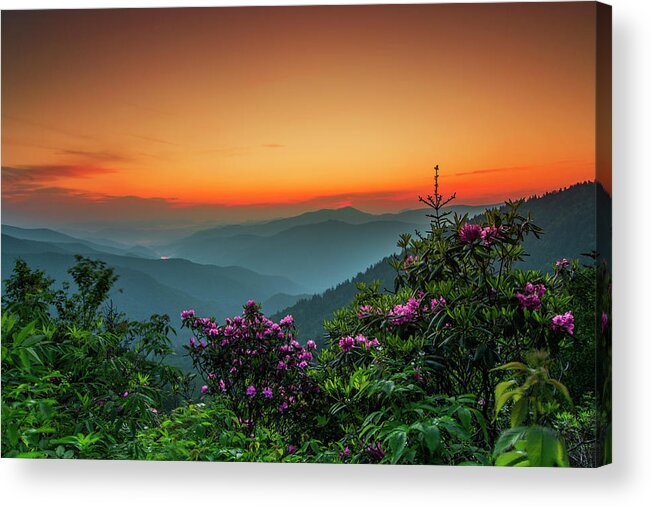 Scenics Acrylic Print featuring the photograph Rhododendron On The Blue Ridge Parkway #1 by Itai Minovitz