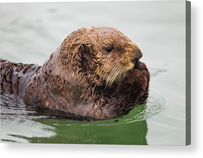 Sebastian Kennerknecht Acrylic Print featuring the photograph Sea Otter In Elkhorn Slough #1 by Sebastian Kennerknecht