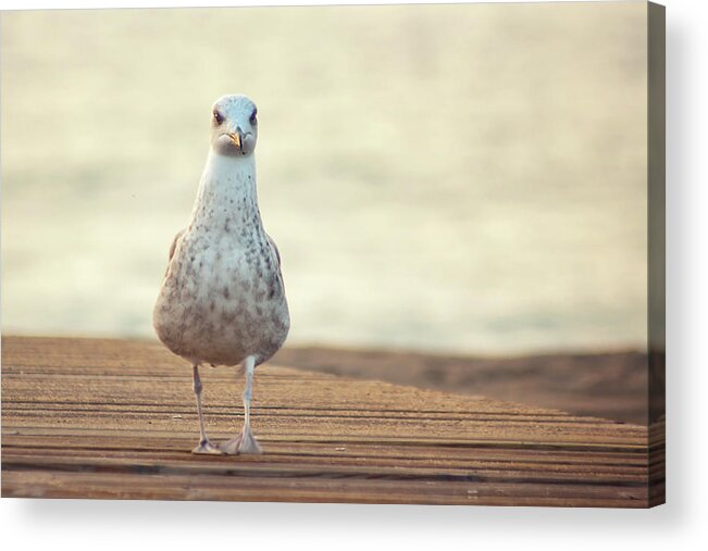 Animal Themes Acrylic Print featuring the photograph Seagull #1 by By Juanedc