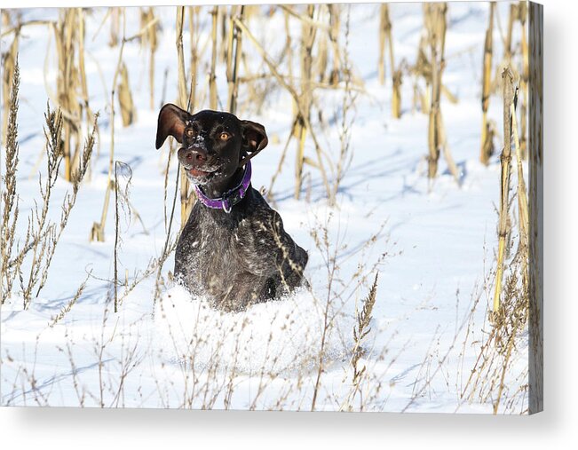 Goofy Acrylic Print featuring the photograph Silly Face Macie by Brook Burling