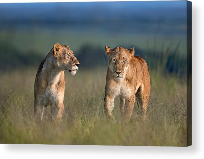 Africa Acrylic Print featuring the photograph Sisters For Ever #1 by Xavier Ortega