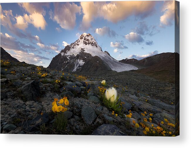 Mountains Acrylic Print featuring the photograph Snow Lotus #1 by Simoon