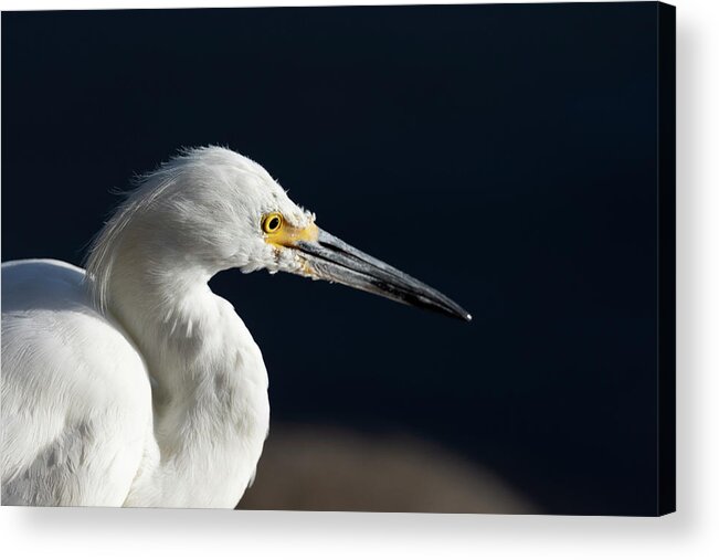 Snowy White Egret Acrylic Print featuring the photograph Snowy White Egret 7 #1 by Rick Mosher
