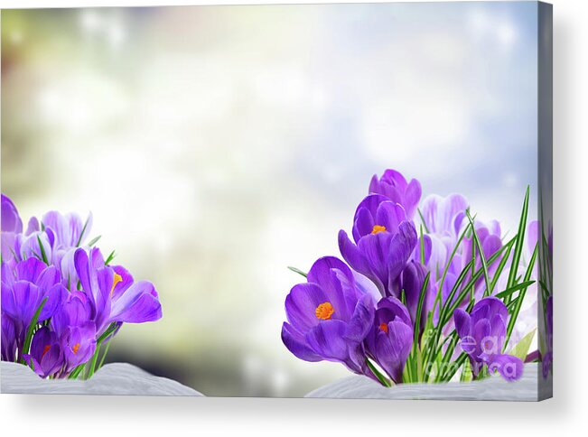 Beam Acrylic Print featuring the photograph Early Spring Crocuses by Anastasy Yarmolovich
