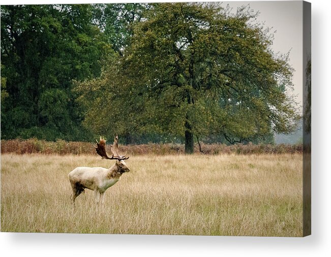 Stag Acrylic Print featuring the photograph Stag #1 by Chris Boulton