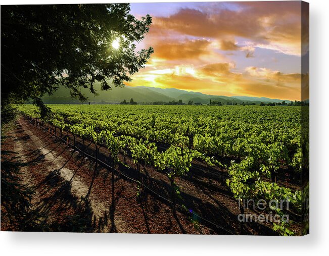 Sunset Vineyard Acrylic Print featuring the photograph Sunset over the Vineyard #2 by Jon Neidert