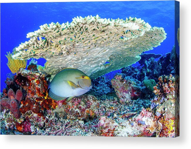 Komodo Island Acrylic Print featuring the photograph Surgeon Fish #1 by Raimundo Fernandez Diez