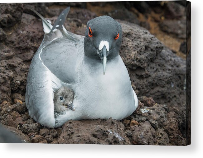 Animal Acrylic Print featuring the photograph Swallow-tailed Gull Brooding Chick #1 by Tui De Roy