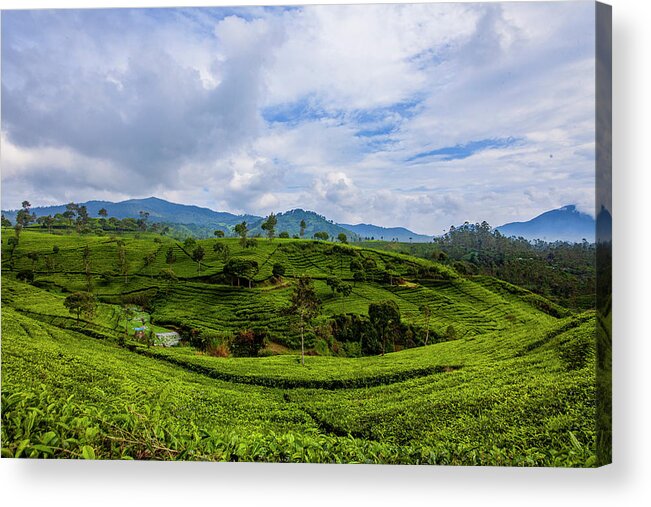 Landscape Acrylic Print featuring the photograph Tea Plantation #1 by Irman Andriana