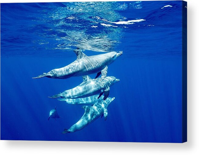Dolphin
Tursiop
Ocean
Lagoon Acrylic Print featuring the photograph The Group #1 by Serge Melesan