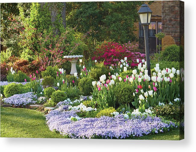 Tulips Acrylic Print featuring the photograph Tulip bed #1 by Garden Gate magazine