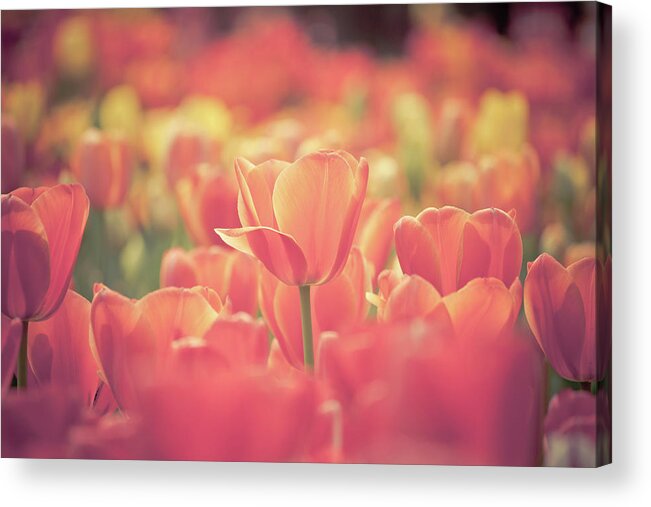 Outdoors Acrylic Print featuring the photograph Tulips #1 by Pan Hong