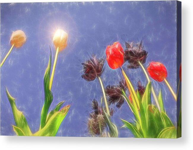 Blooms Acrylic Print featuring the mixed media Tulips, tulips, tulips #1 by Sue Leonard