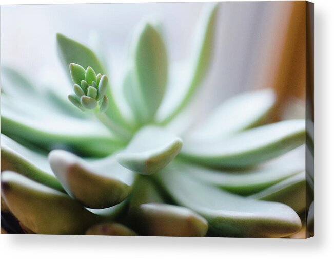 Bud Acrylic Print featuring the photograph Usa, New Jersey, Jersey City, Close-up #1 by Jamie Grill