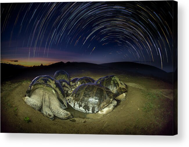 Animal Acrylic Print featuring the photograph Volcan Alcedo Tortoises And Star Trails by Tui De Roy