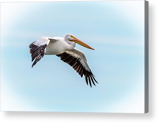 Pelican Acrylic Print featuring the photograph White Pelican #2 by David Wagenblatt