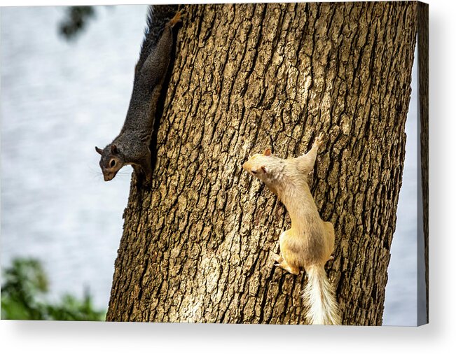 White Squirrel Acrylic Print featuring the photograph White Squirrel #2 by David Wagenblatt