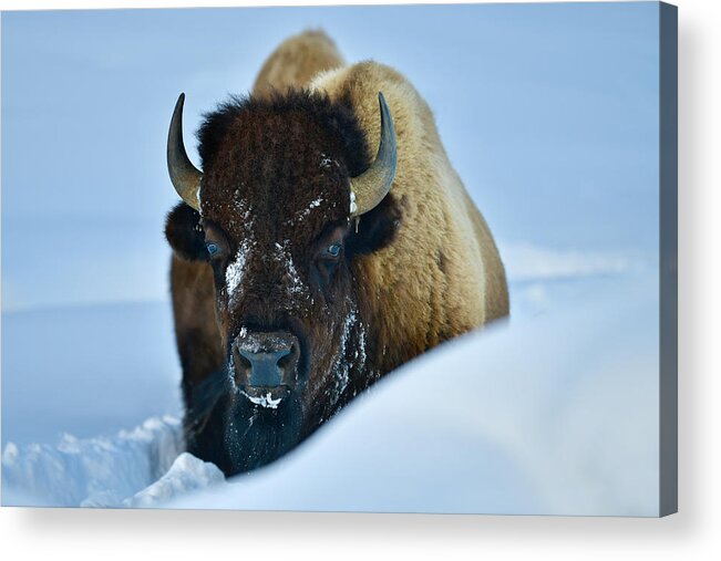 Bison Acrylic Print featuring the photograph Winter Bison by Surjanto Suradji