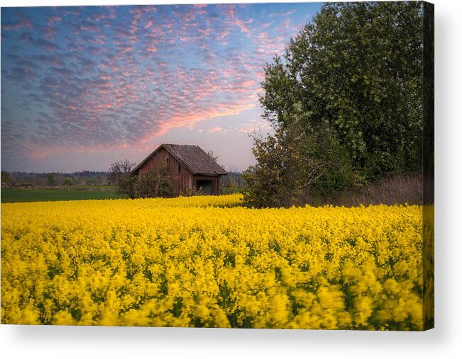 Barn Acrylic Print featuring the photograph Yellow Fields #1 by Ludwig Riml