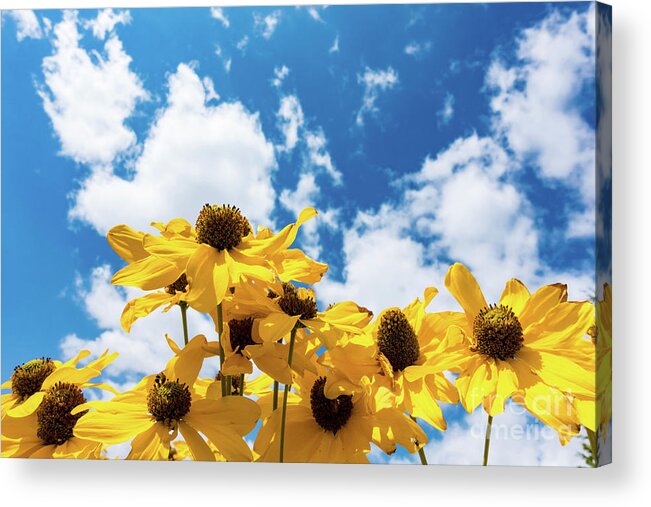 Yellow Acrylic Print featuring the photograph Yellow Flowers On Sunny Day #1 by Wladimir Bulgar/science Photo Library