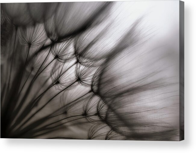 Dandelion Acrylic Print featuring the photograph Untitled #10 by Keren Or