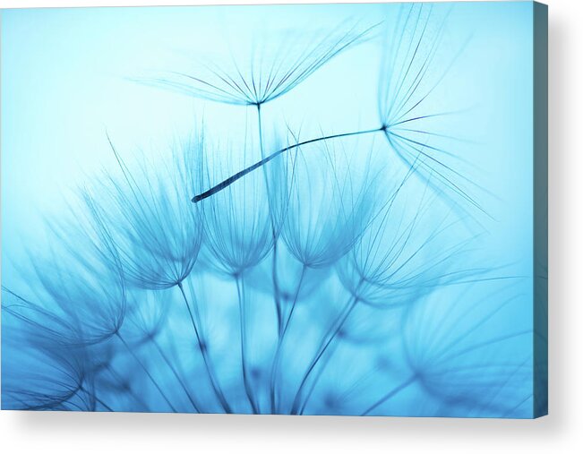 Outdoors Acrylic Print featuring the photograph Dandelion Seed #11 by Jasmina007