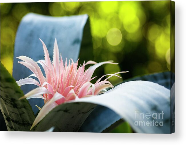 Bromeliaceae Acrylic Print featuring the photograph Pink Bromeliad Flower #11 by Raul Rodriguez