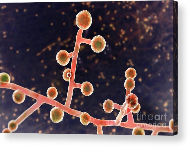 Emmonsia Acrylic Print featuring the photograph Emmonsia Fungi #13 by Kateryna Kon/science Photo Library