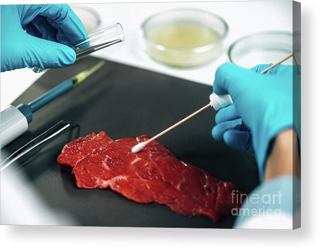 Food Acrylic Print featuring the photograph Quality Control Inspector Taking Red Meat Sample #13 by Microgen Images/science Photo Library