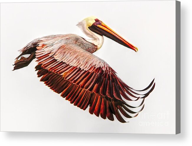 Pelicans Acrylic Print featuring the photograph Pelican Wings #18 by Paulette Thomas