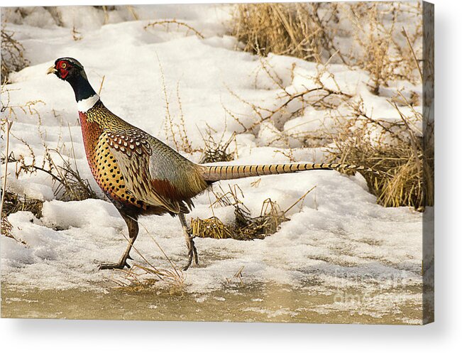 Bird Acrylic Print featuring the photograph Ring Necked Pheasant #17 by Dennis Hammer