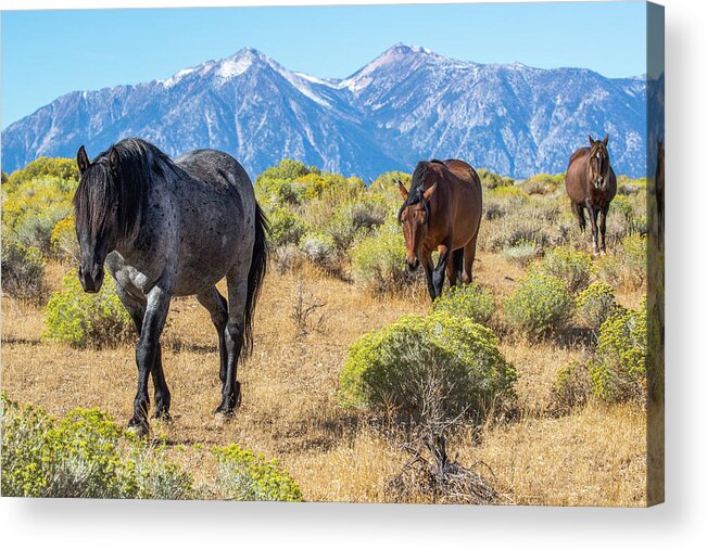  Acrylic Print featuring the photograph 1dx20972 by John T Humphrey