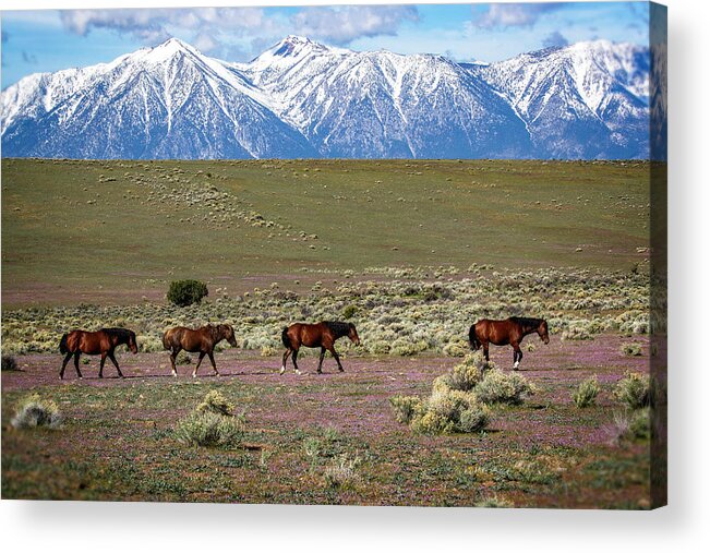  Acrylic Print featuring the photograph 1dx24146 by John T Humphrey
