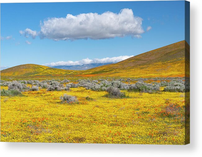 Jeff Foott Acrylic Print featuring the photograph Antelope Valley Super Bloom #2 by Jeff Foott
