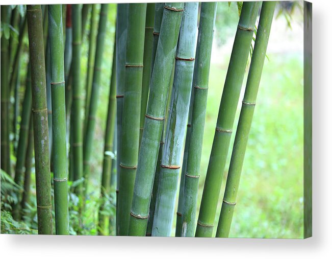 Chinese Culture Acrylic Print featuring the photograph Bamboo #2 by Bihaibo